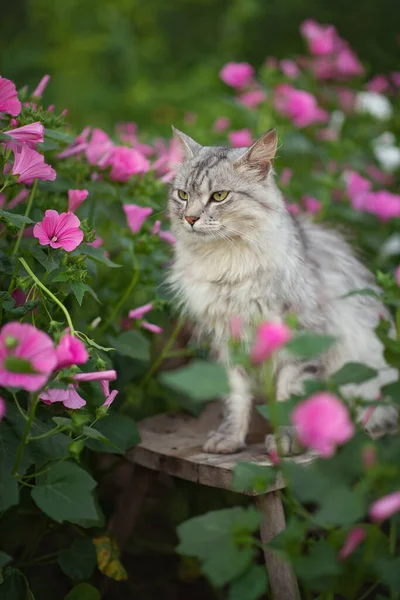 Φωτογραφία Από Μια Γκρι Χνουδωτή Γάτα Όμορφα Ροζ Λουλούδια — Φωτογραφία Αρχείου