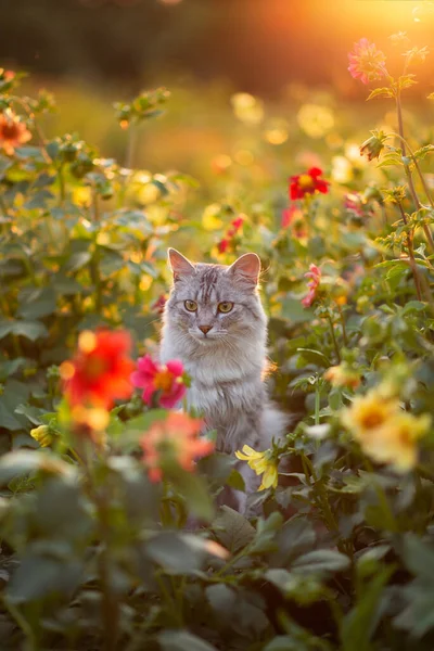 Photo Gray Fluffy Cat Sunset Flowers — 图库照片