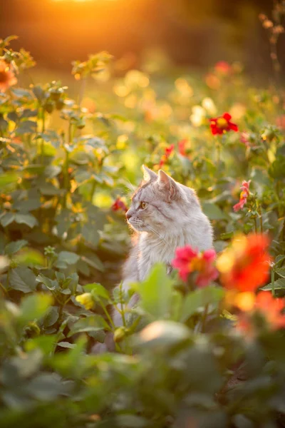 Photo of a fluffy gray cat in flowers at sunset.