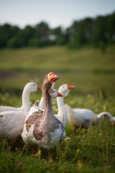 Photo Une Oie Sur Une Prairie Verte — Photo