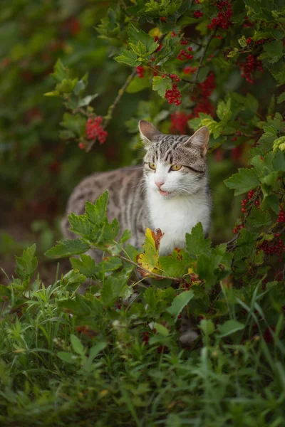 Photo Brown Tabby Cat Red Currant Bush — Stock Photo, Image