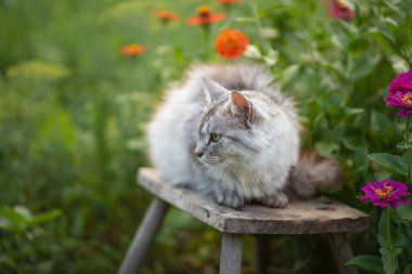 Bir bankta çiçek tarhında oturan gri tüylü bir kedinin fotoğrafı.