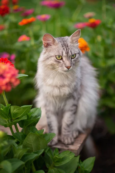 一张灰色绒毛猫坐在长椅花坛上的照片 — 图库照片