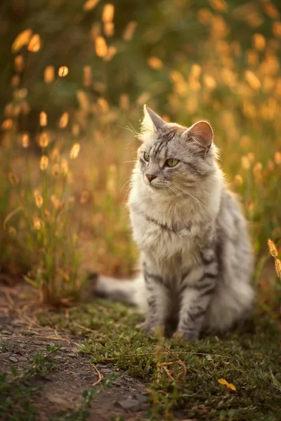 Foto Van Een Grijze Pluizige Kat Bij Zonsondergang Het Gras — Stockfoto