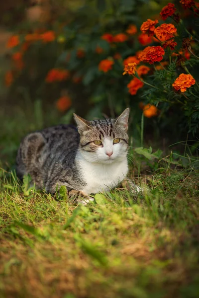 照片显示一只条纹猫在花坛附近 — 图库照片