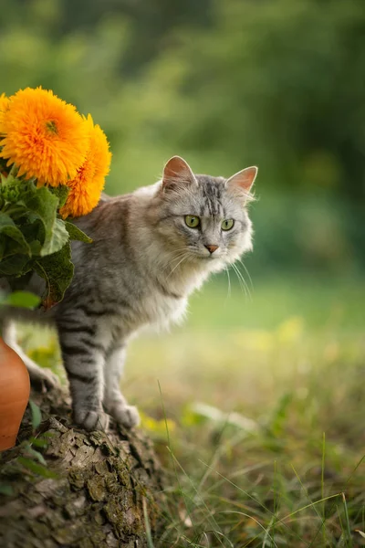 Foto Gato Fofo Cinza Perto Girassóis Amarelos — Fotografia de Stock