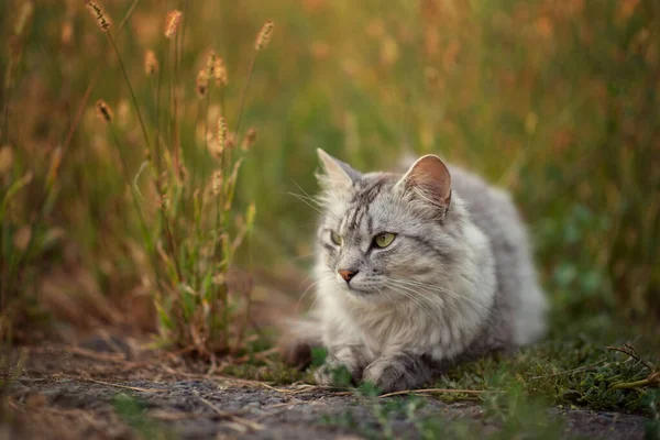 Foto Van Een Grijze Pluizige Kat Het Gras Bij Zonsondergang — Stockfoto