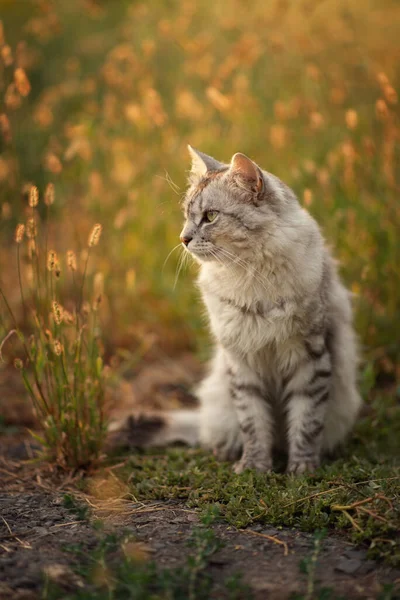 Foto Van Een Grijze Pluizige Kat Bij Zonsondergang Het Gras — Stockfoto