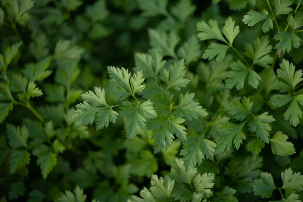 Foto Von Grüner Petersilie Garten — Stockfoto