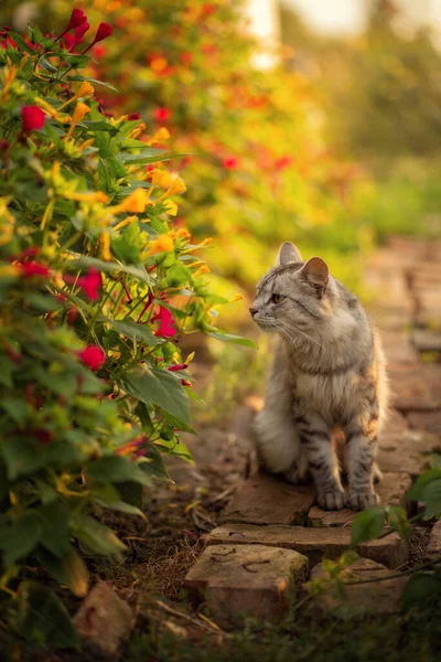 Una Foto Gato Gris Esponjoso Que Huele Flores — Foto de Stock