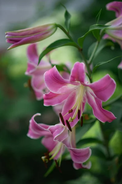Fénykép Egy Lila Virágzó Liliomról — Stock Fotó