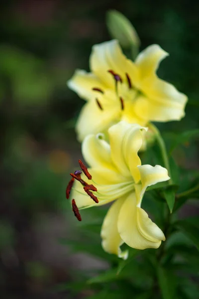 Foto Van Een Bloeiende Gele Lelie — Stockfoto