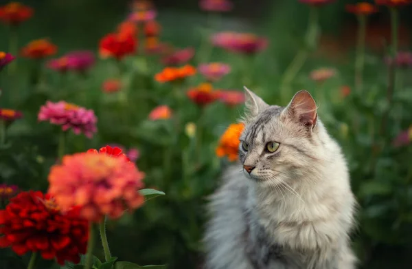 Foto Van Een Grijze Pluizige Kat Felle Kleuren Een Bloembed — Stockfoto