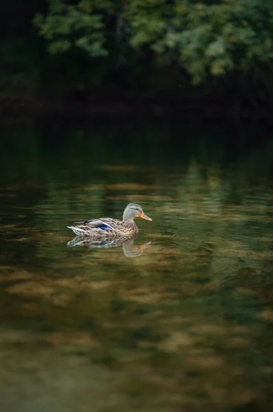 Photo Canard Gris Dans Lac — Photo