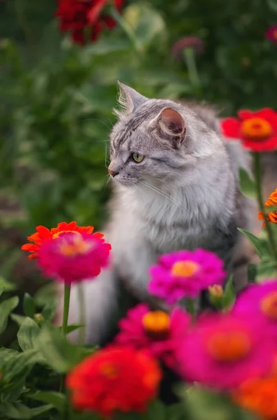 照片上一只灰色绒毛猫躺在花坛上 色彩艳丽 — 图库照片