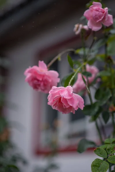 Photo Pink Roses Rain — Stock Photo, Image