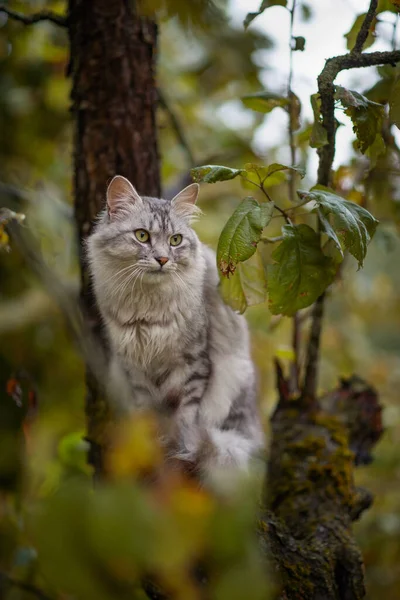 Photo Gray Fluffy Cat Tree Autumn Garden — Stock Photo, Image
