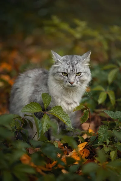 Een Grijze Pluizige Kat Een Achtergrond Van Gele Bladeren — Stockfoto