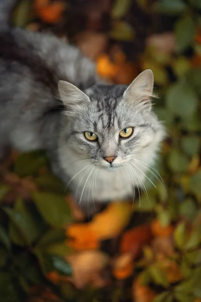 Een Grijze Pluizige Kat Een Achtergrond Van Gele Bladeren — Stockfoto