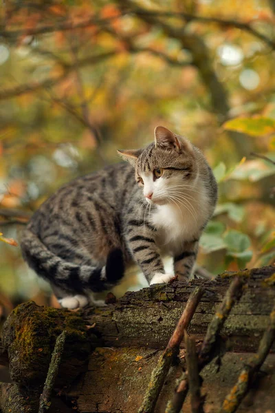 Photo Brown Tabby Cat Autumn Forest — Stock Photo, Image