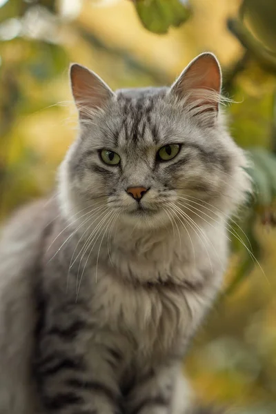 Uma Foto Close Gato Macio Cinza — Fotografia de Stock