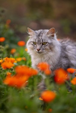 Çiçek tarhında, turuncu çiçeklerle bezenmiş gri tüylü bir kedinin fotoğrafı.