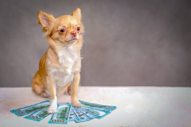 Kırmızı chihuahua köpeği, dolarların üzerinde oturuyor. Seçici Odaklanma