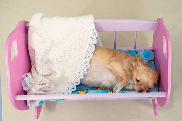 A red chihuahua dog lies in a toy pink bed