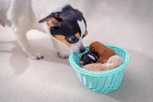 Newborn Chihuahua Puppies Lying Basket Mom Looking Them Selective Focus Stock Photo