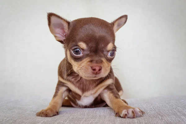 Chihuahua Cachorro Sentado Alrededor Escarlata Satén Hearts Cachorro Cerró Los — Foto de Stock