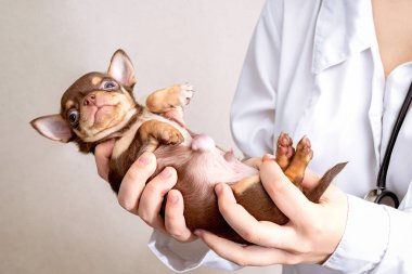 A small puppy with a large hernia is in the hands of the vet clipart