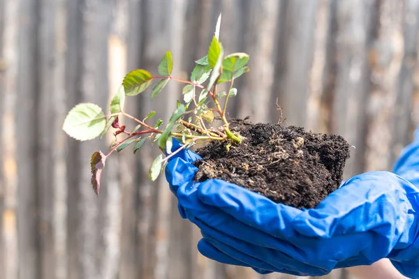 Hands in blue gloves holding a rose seedling against a wooden fence