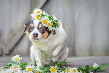Köpek cinsi Chihuahua oturuyor, ön patisini kaldırıyor, kafasının üstünde gri ahşap bir arka planda papatya çelengi var.