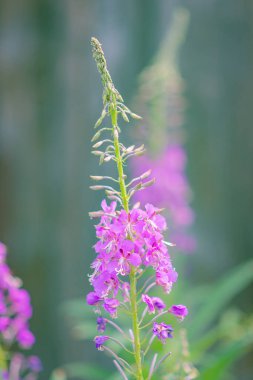 Ivan-çay çiçeği, güneşli bir yaz gününde doğada