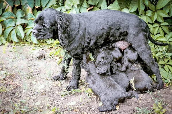 Black Female American Cocker Spaniel Feeds Her Pups While Standing — Stock Photo, Image