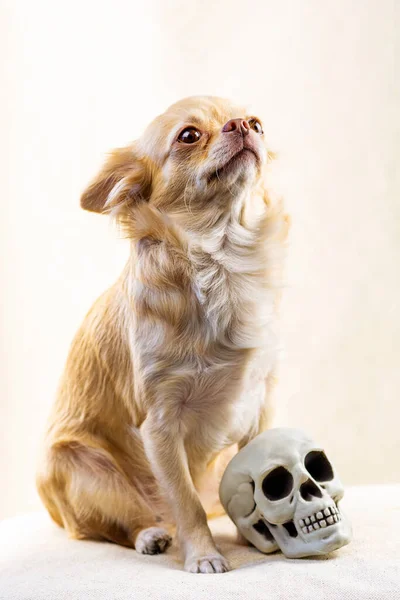 Perro Rojo Sienta Con Cabeza Cerca Pequeño Cráneo Humano — Foto de Stock
