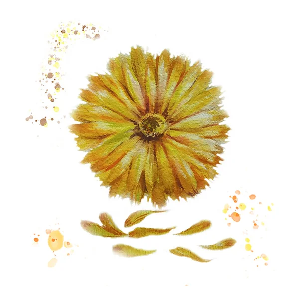 Flor acuarela. caléndula amarilla con pétalos. salpicaduras sobre un fondo blanco. — Foto de Stock