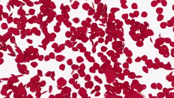 Superfície Repleta Pétalas Rosa Vermelha Abre Quando Vento Sopra Pétalas — Vídeo de Stock