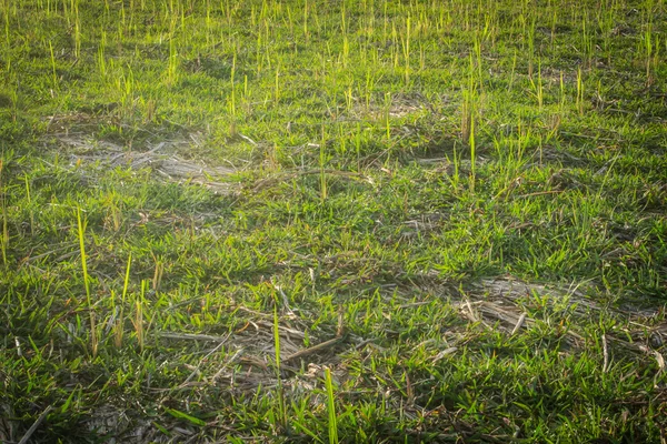 Grass groene kleur — Stockfoto