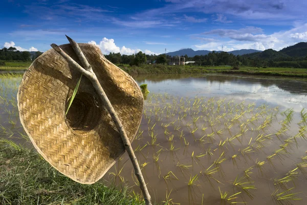 Cap covering the farmer. — Stock Photo, Image