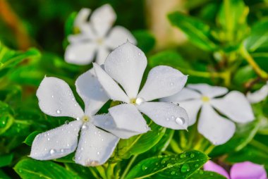 Cezayir menekşesi çiçekler