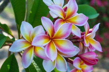 Plumeria