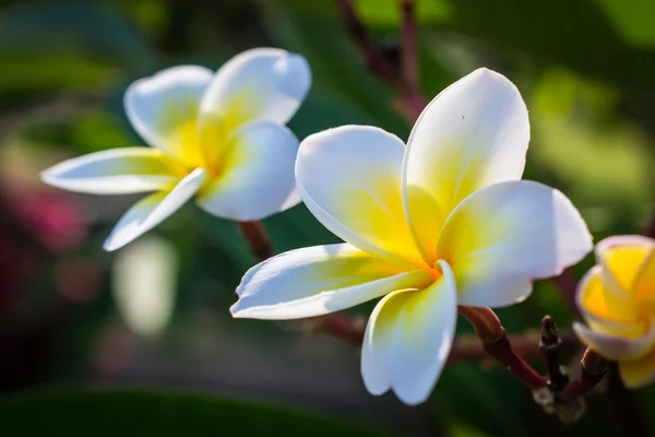 Frangipani — Stockfoto