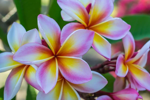 Plumeria — Stockfoto