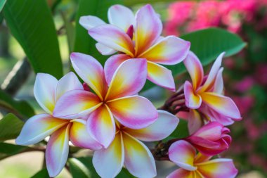 Plumeria