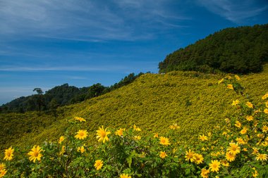 Meksika ayçiçeği ot Tayland tepede