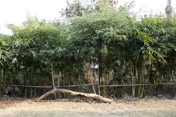 天然竹栅栏 — 图库照片