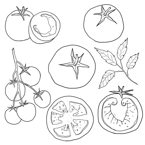 Tomato set hand drawn line art illustration — Stock Photo, Image