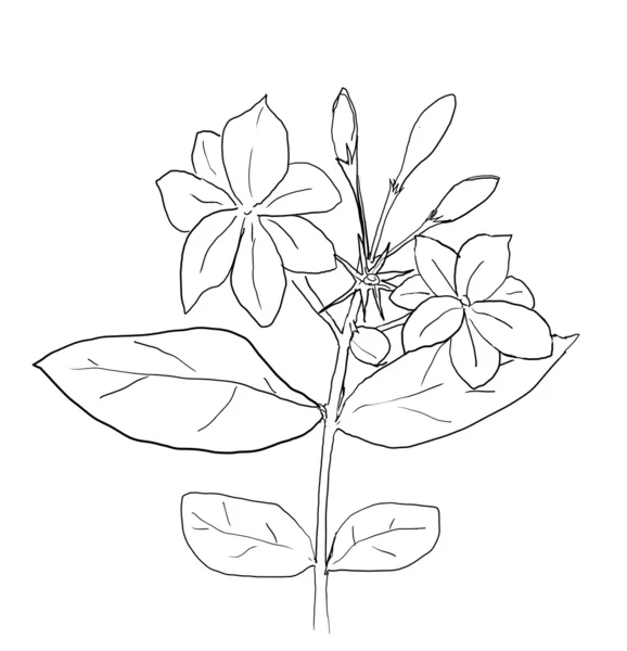 Arabische jasmijn bloem tekening lijntekeningen — Stockfoto