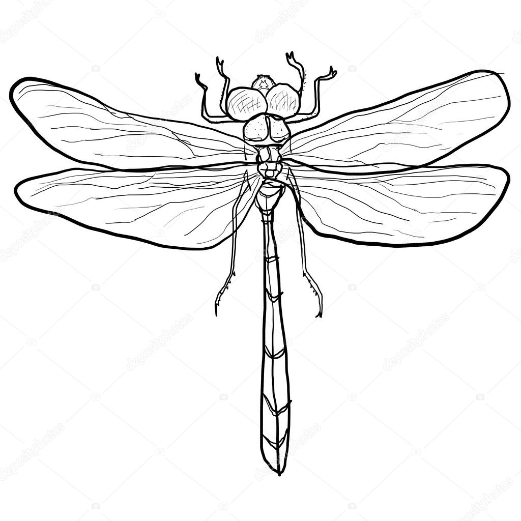 Dragonfly lineart